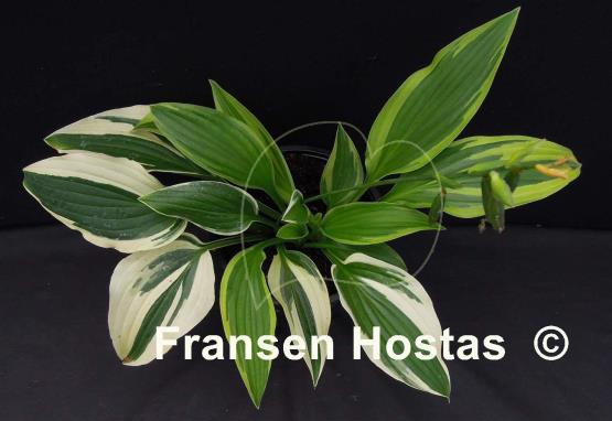 Hosta Suzanne